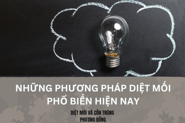 Những phương pháp được sử dụng để phòng chống và diệt mối hiện nay